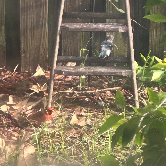 🐠 Chartreuse Pirhana 🐠 - Picture 13 of 16